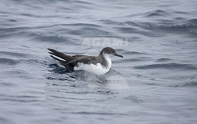 Manx Shearwater; Noordse Pijlstormvogel stock-image by Agami/Marc Guyt,