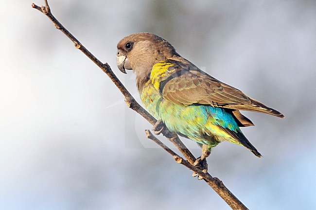 Meyers Papegaai, Meyer's parrot, Poicephalus meyeri stock-image by Agami/Hans Germeraad,