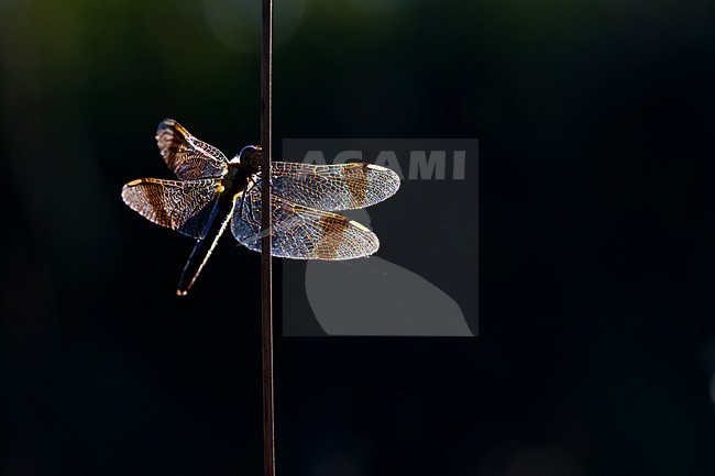 Sympetrum pedemontanum - Banded Darter - Gebänderte Heidelibelle, Germany (Baden-Württemberg), imago, female stock-image by Agami/Ralph Martin,