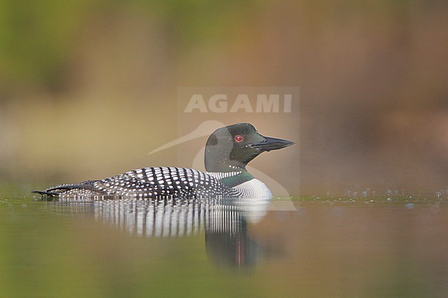 Common Loon (Gavia immer) swimming on a pond in the Okanagan Valley, BC, Canada. stock-image by Agami/Glenn Bartley,
