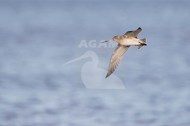 Bar-tailed Godwit, Rosse GruttoLimosa lapponica ssp. lapponica, Great Britain, adult, nonbreeding plumage stock-image by Agami/Ralph Martin,