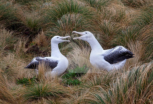 Pair Southern Royal Albatrosses (Diomedea epomophora) displayin on breeding grounds on Campbell island, New Zealand. stock-image by Agami/Marc Guyt,