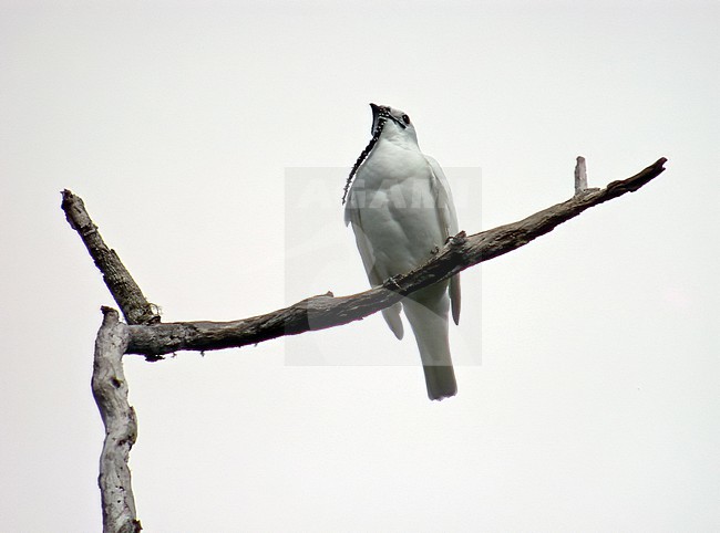 Male White Bellbird (Procnias albus) perched in a tree in Venezuela. stock-image by Agami/Pete Morris,
