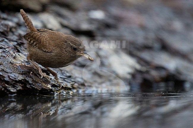 Winter Wren, Troglodytes troglodytes, at forest pool in the Netherlands. stock-image by Agami/Han Bouwmeester,