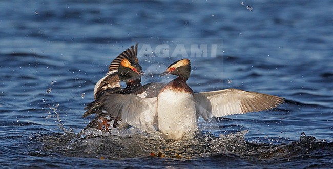 Kuifduiker vechtend; Horned Grebe fighting stock-image by Agami/Markus Varesvuo,