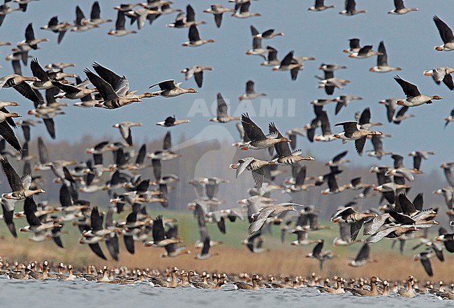 Large flock of Greater White-fronted Geese (Anser albifrons) and Taiga Bean Geese (Anser fabalis) at a spring staging area in Latvia. stock-image by Agami/Markus Varesvuo,
