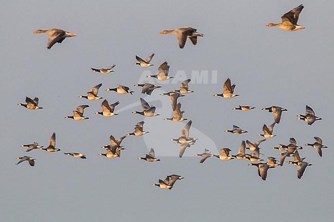 Brandgans in de vlucht; Barnacle Goose in flight stock-image by Agami/Menno van Duijn,
