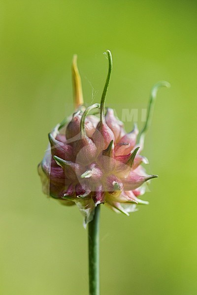 Wild Onion stock-image by Agami/Wil Leurs,