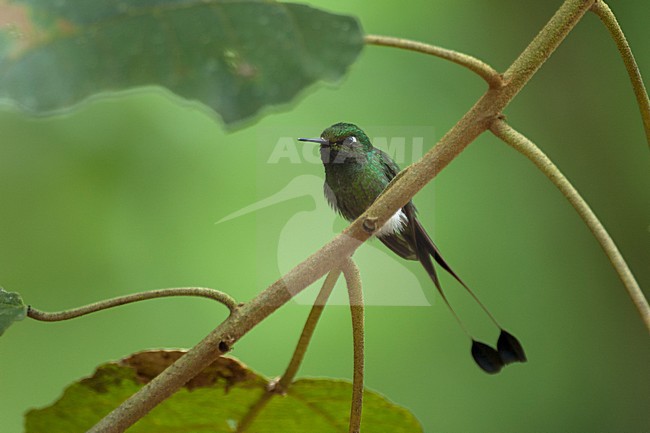 Booted Racket-tail, Vlagstaart-pluimbroekje stock-image by Agami/Roy de Haas,