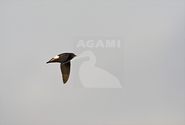 Huisgierzwaluw, Little Swift, Apus affinis stock-image by Agami/Marc Guyt,