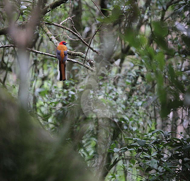 Male Whitehead's trogon (Harpactes whiteheadi) in tropical forest in Mount Kinabalu national park, Sahab, Borneo. stock-image by Agami/James Eaton,