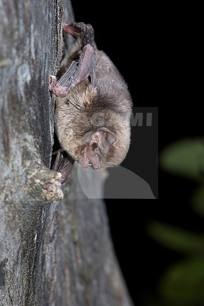 Schreibers' Bat is sitting on a tree stock-image by Agami/Theo Douma,