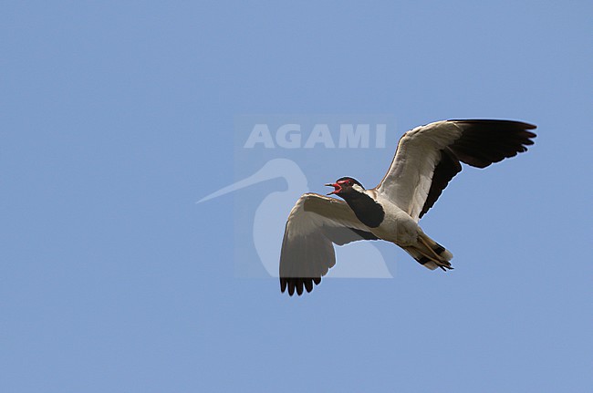 Red-wattled Lapwing, Vanellus indicus stock-image by Agami/James Eaton,
