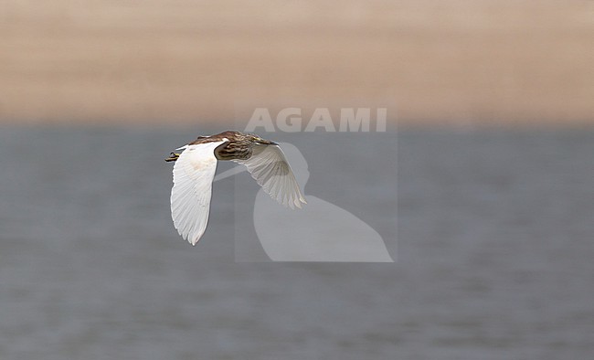 Javan Pond Heron (Ardeola speciosa), Khok Kham, Thailand stock-image by Agami/Helge Sorensen,