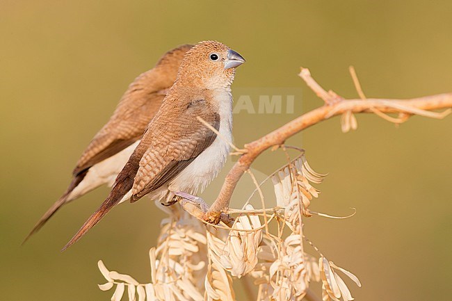 African Silverbill (Euodice cantans), two individuals perched on a branch stock-image by Agami/Saverio Gatto,
