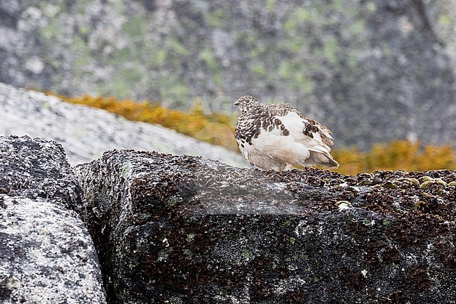 A male breeding plumage White-tailed Ptarmigan walks along a rocky edge showing off really well against a backdrop of its mountain habitiat. Photo taken on top of Flat Iron Peak near the Coquihalla Summit Area in British Colombia, Canada. stock-image by Agami/Jacob Garvelink,