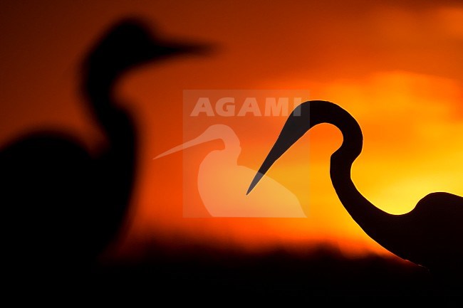 Grote Zilverreiger close-up in het ochtendlicht tegen opgaande zon; Great Egret (Egretta alba) standing in the morning light before rising sun stock-image by Agami/Bence Mate,