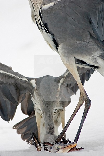 Blauwe Reiger doodt andere Blauwe Reiger; Grey Heron killing other Grey Heron stock-image by Agami/Bence Mate,