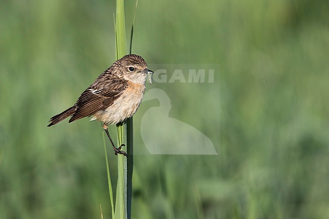 Siberian Stonechat - Pallasschwarzkehlchen - Saxicola maurus, Kyrgyzstan, adult female stock-image by Agami/Ralph Martin,