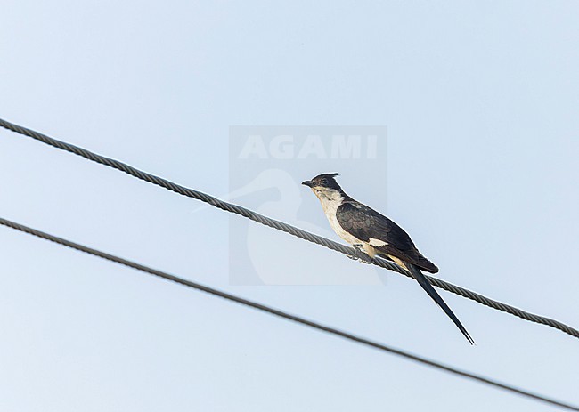 Jacobin Cuckoo (Clamator jacobinus) also known as pied cuckoo or pied crested cuckoo. During autumn migration in India. stock-image by Agami/Marc Guyt,