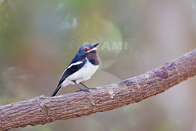Bruinkeel-lelvliegenvanger vrouw; Common Wattle-eye female stock-image by Agami/Marc Guyt,