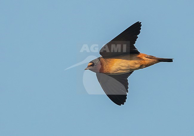 Cliff Swallow (Petrochelidon pyrrhonota) at Churchill, arctic Canada stock-image by Agami/Eduard Sangster,