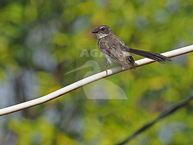 Timor Fantail (Rhipidura rufiventris pallidiceps) on Wetar island in the Banda Sea, Indonesia. stock-image by Agami/James Eaton,