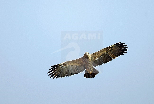 Lesser Spotted Eagle (Aquila pomarina) adult in flight stock-image by Agami/Dick Forsman,