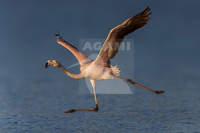Flamingo; Greater Flamingo; Phoenicopterus roseus stock-image by Agami/Daniele Occhiato,