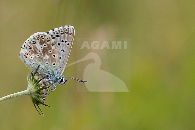 Male Chalk-hill Blue stock-image by Agami/Wil Leurs,