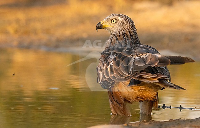 Red kite, basking in the warm evening light of the Monegros. stock-image by Agami/Onno Wildschut,