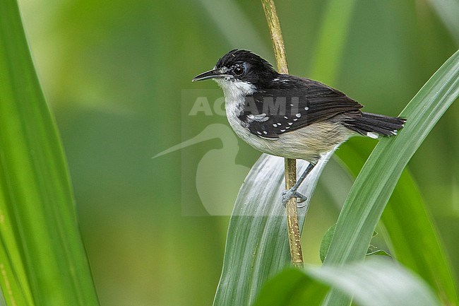 Black-and-white Antbird (Myrmochanes hemileucus) at Leticia, Amazonas, Colombia. stock-image by Agami/Tom Friedel,