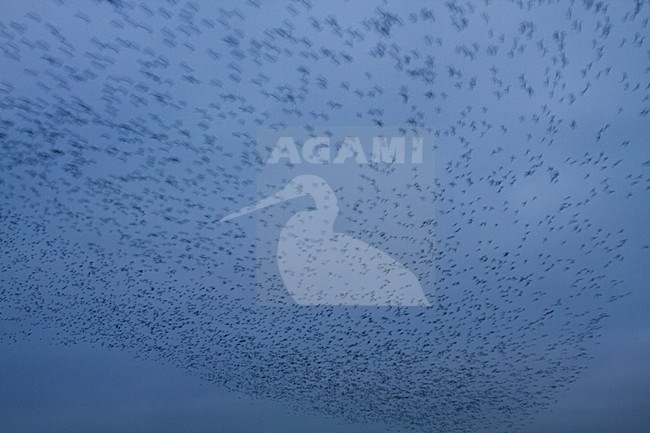 Groep Brandganzen in de vlucht; Group of Barnacle Geese in flight stock-image by Agami/Menno van Duijn,