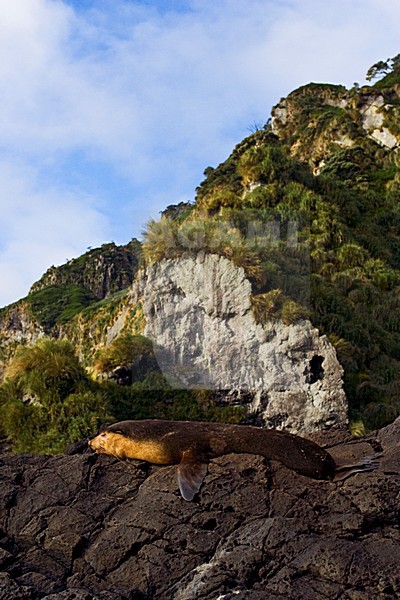 Subantarctische Pelsrob; Subantarctic Fur Seal stock-image by Agami/Marc Guyt,