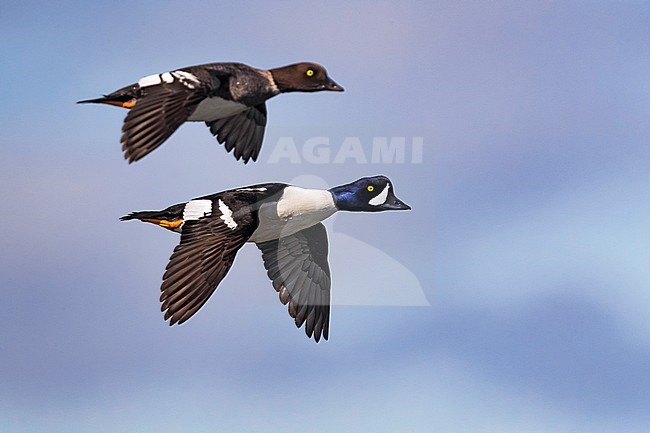 Pair of Barrow's Goldeneyes (Bucephala islandica) in flight in Iceland. stock-image by Agami/Daniele Occhiato,