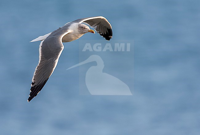 Adult Atlantic Yellow-legged Gull (Larus michahellis atlantis) on the Azores in the Atlantic ocean. stock-image by Agami/Marc Guyt,