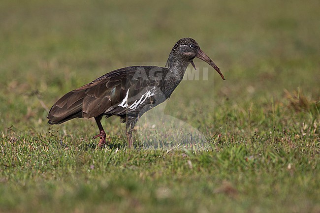 Adult Wattled Ibis (Bostrychia carunculata) on the ground walking around. It's endemic to the ethiopian highlands. stock-image by Agami/Mathias Putze,