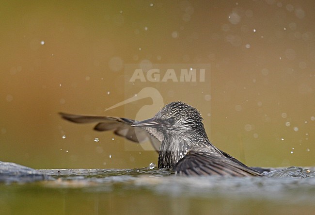 Zwarte Spreeuw; Spotless Starling stock-image by Agami/Markus Varesvuo,