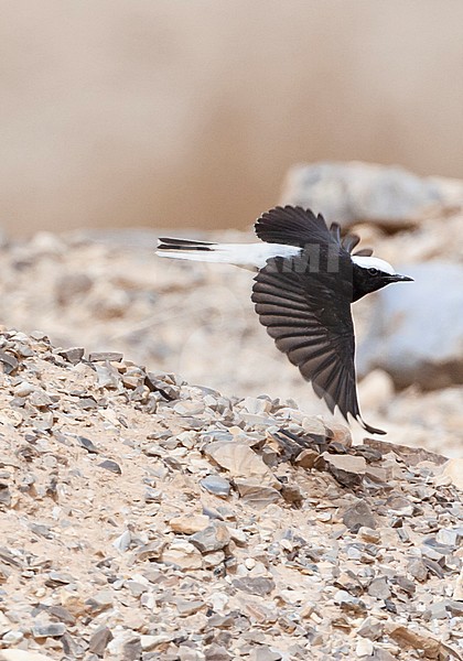 Male Hooded Wheatear (Oenanthe monacha) in flight near Eilat, Israel stock-image by Agami/Marc Guyt,