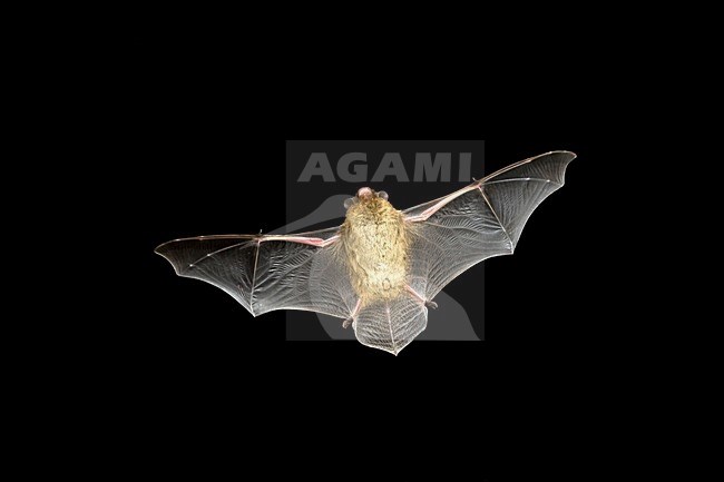 Ruige Dwergvleermuis in de vlucht; Nathusius Pipistrelle in flight stock-image by Agami/Theo Douma,