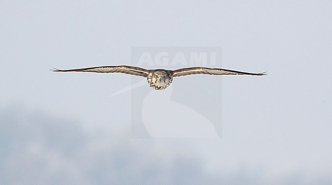 Sakervalk in vlucht; Saker Falcon in flight stock-image by Agami/Arie Ouwerkerk,