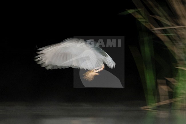 Kwak vliegend over water; Black-crowned Night Heron flying over water stock-image by Agami/Marc Guyt,