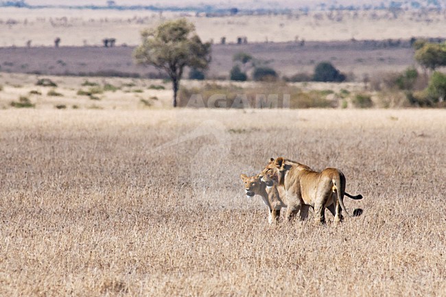 Leeuw; Lion; Panthera leo stock-image by Agami/Martijn Verdoes,