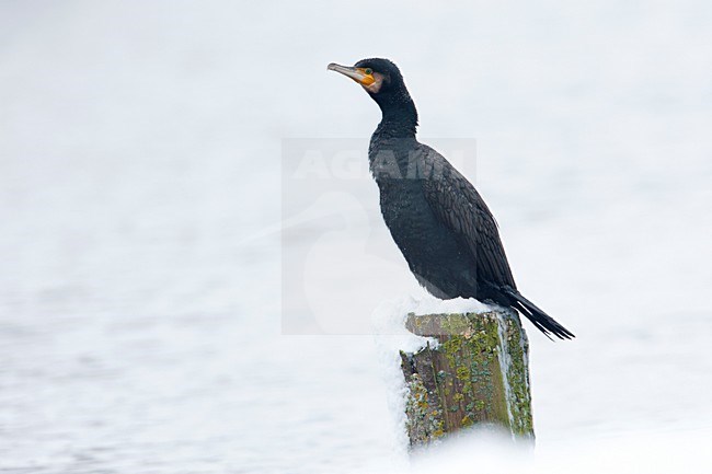 Aalscholver in de sneeuw, Greater Cormorant in the snow stock-image by Agami/Wil Leurs,