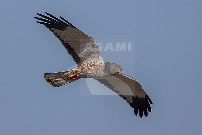 A Male Cinereous Harrier (Circus cinereus) at Mendoza, Argentina. stock-image by Agami/Tom Friedel,