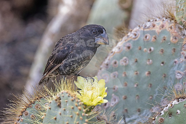 Male Large ground finch (Geospiza magnirostris) on the Galapagos Islands, part of the Republic of Ecuador. stock-image by Agami/Pete Morris,