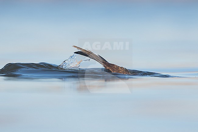 White-headed Duck (Oxyura leucocephala), Spain, male, probably 2nd cy, diving. stock-image by Agami/Ralph Martin,