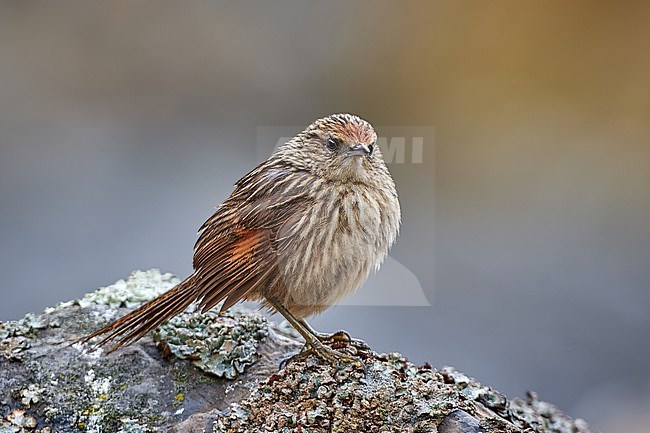 Scribble-tailed Canastero (Asthenes maculicauda) on a rock, Andes of Bolivia stock-image by Agami/Tomas Grim,