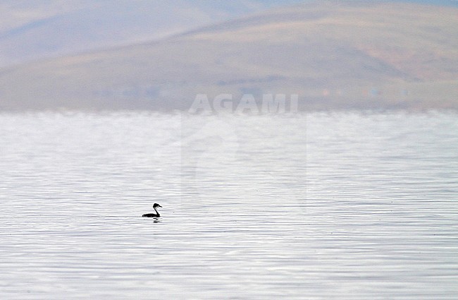 Junin Grebe (Podiceps taczanowskii) is found only on Lake Junin in the highlands of Junin, west-central Peru. The current population is estimated at less than 250. stock-image by Agami/Pete Morris,
