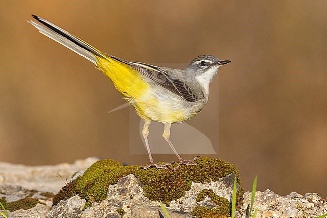 Grey Wagtail (Motacilla cinerea),  adult in winter plumage, Campania, Italy stock-image by Agami/Saverio Gatto,